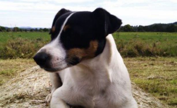 Sammy is wearing a black collar with silver bones, and has been desexed and tattooed with his details inside his ear.